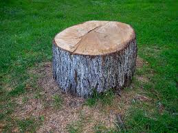 Best Tree Mulching  in Ridge, NY