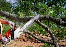 Best Tree Health Inspection  in Ridge, NY