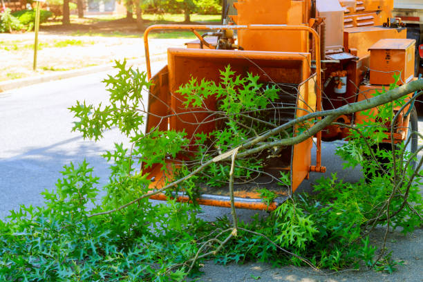 Best Tree Trimming and Pruning  in Ridge, NY