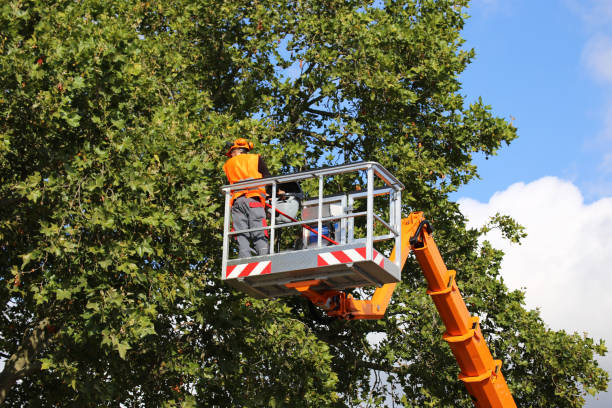 Best Storm Damage Tree Cleanup  in Ridge, NY
