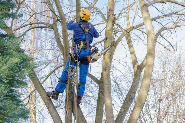 Best Palm Tree Trimming  in Ridge, NY