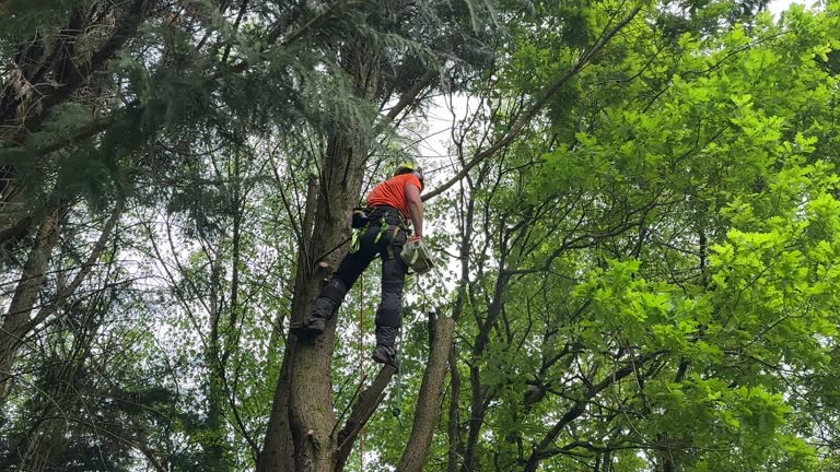 Best Aeration Services  in Ridge, NY