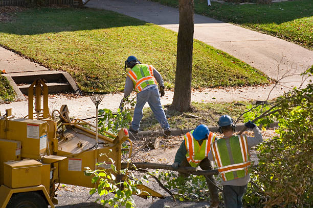 Best Tree Planting  in Ridge, NY