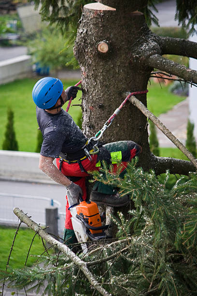 Reliable Ridge, NY Tree Services Solutions