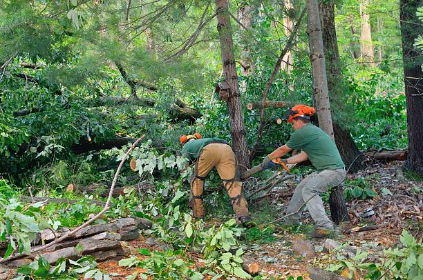 Best Fruit Tree Pruning  in Ridge, NY