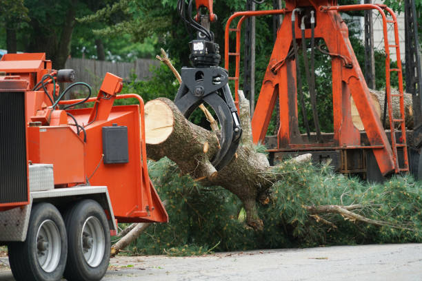 Best Leaf Removal  in Ridge, NY