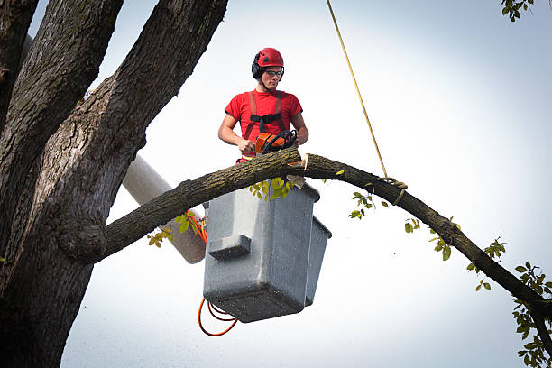 Best Stump Grinding and Removal  in Ridge, NY